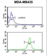 EXTL3 Antibody (aa43-72)