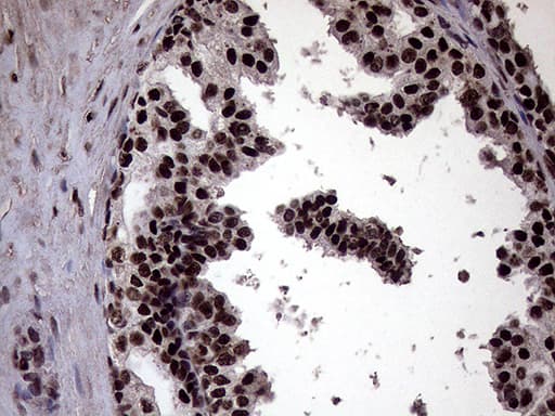 XRN2 Antibody (aa677-779, clone OTI5F4)