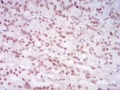 HIST2H4A Antibody (clone 3E7H2)
