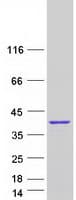 Human KIAA1191 Protein (Recombinant Myc-DDK (Flag))