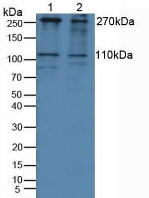 IGF2R / CD222 Antibody (aa2167-2442, PE)