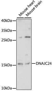 DNAJC24 Antibody