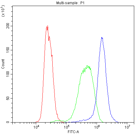 CYP1A1 Antibody (DY488)