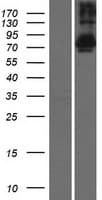 TSNAXIP1 Protein (Over-Expression Lysate Myc-DDK (Flag))