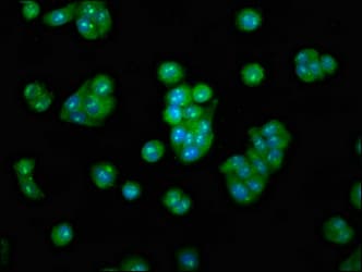 METAP2 Antibody