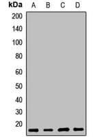 MAGP / MFAP2 Antibody