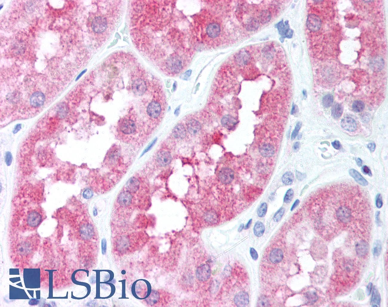 IHC-plus™ BP1 / DLX4 Antibody (aa1-60)