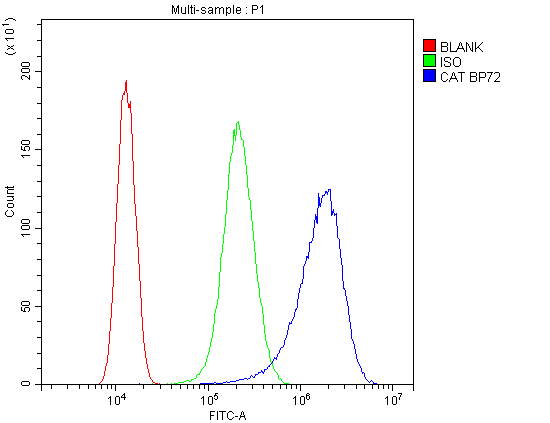 CAT / Catalase Antibody