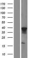 MTFR1 Protein (Over-Expression Lysate Myc-DDK (Flag))
