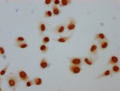 H1F0 Antibody