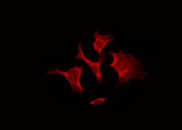 CD300LF / CD300f Antibody