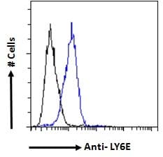 SCA2 / LY6E Antibody (aa46-56)