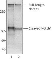 NOTCH1 Antibody (clone mN1A)