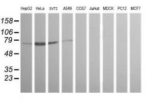 ERG Antibody (clone OTI5D10)