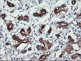 BBOX1 / BBOX Antibody (clone OTI2G1)