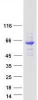 Human NELFCD / TH1L / TH1 Protein (Recombinant Myc-DDK (Flag))