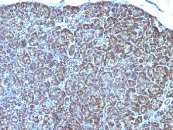 Mitochondria Antibody (clone AE-1)