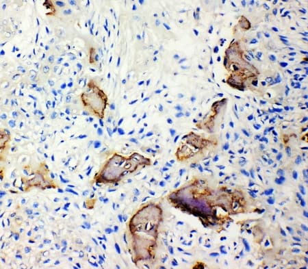 IBSP / Bone Sialoprotein Antibody (aa17-34)