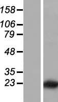 LLPH / C12orf31 Protein (Over-Expression Lysate Myc-DDK (Flag))