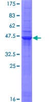 Human C1orf84 Protein (Recombinant GST)