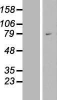 WAC Protein (Over-Expression Lysate Myc-DDK (Flag))