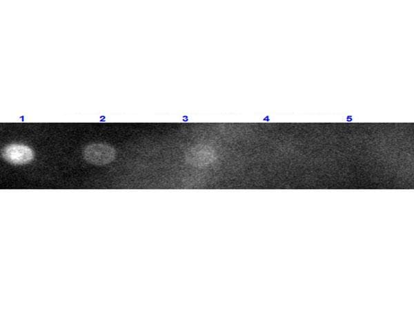 Goat Anti-Rabbit IgG Secondary Antibody (TRITC)
