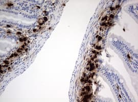 BrdU Antibody (clone 5C1)