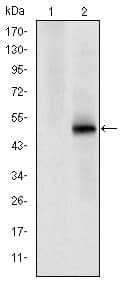 CDK9 Antibody (clone 1B5A7)