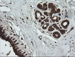 UBE2G2 Antibody (clone OTI9F2, Carrier-free)