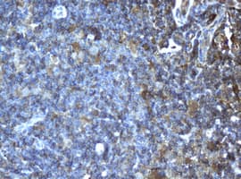 CD4 Antibody (clone OTI2H8)