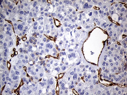IFITM2 Antibody (clone OTI3B1, Carrier-free)