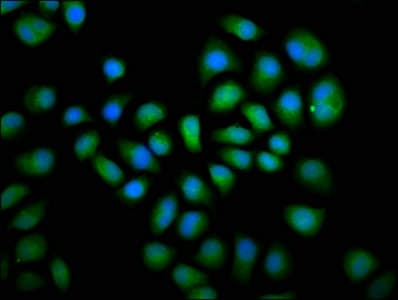 DUSP6 / MKP3 Antibody