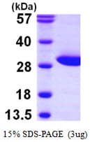 Human FAHD1 Protein (Recombinant His)