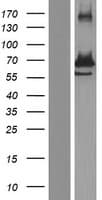 Human GRB10 Protein (Over-Expression Lysate Myc-DDK (Flag))
