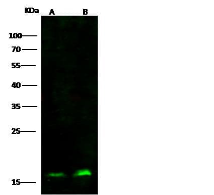 Monoclonal Mouse anti-Human SUB1 Antibody (clone 04, Preservative Free, IF, WB)