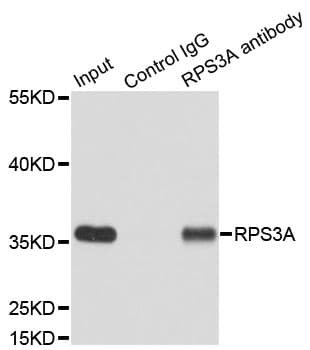RPS3A / Ribosomal Protein S3A Antibody