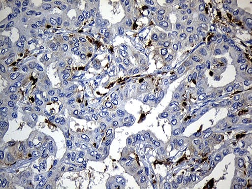 SH3BP1 Antibody (clone OTI1C9)