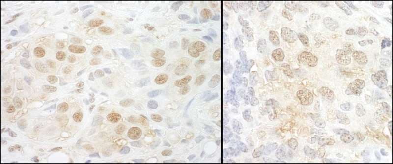 NCBP2 / CBP20 Antibody (aa106-156)