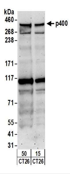 EP400 / p400 Antibody (aa3075-C-term)