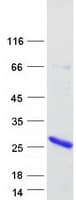 Human CYSRT1 / C9orf169 Protein (Recombinant Myc-DDK (Flag))