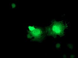 ERAS Antibody (clone OTI2C6)