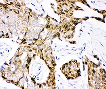Ubiquitin Antibody (aa77-152)