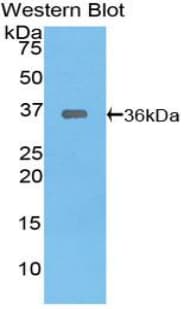 TRAF6 Antibody (aa153-423, FITC)
