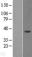 WDR89 Protein (Over-Expression Lysate Myc-DDK (Flag))