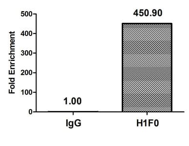 H1F0 Antibody