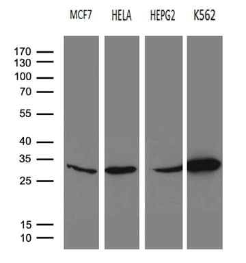 PSMA7 Antibody (clone OTI9B6, Carrier-free)