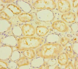 RUFY4 Antibody