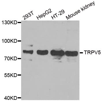 ECaC / TRPV5 Antibody