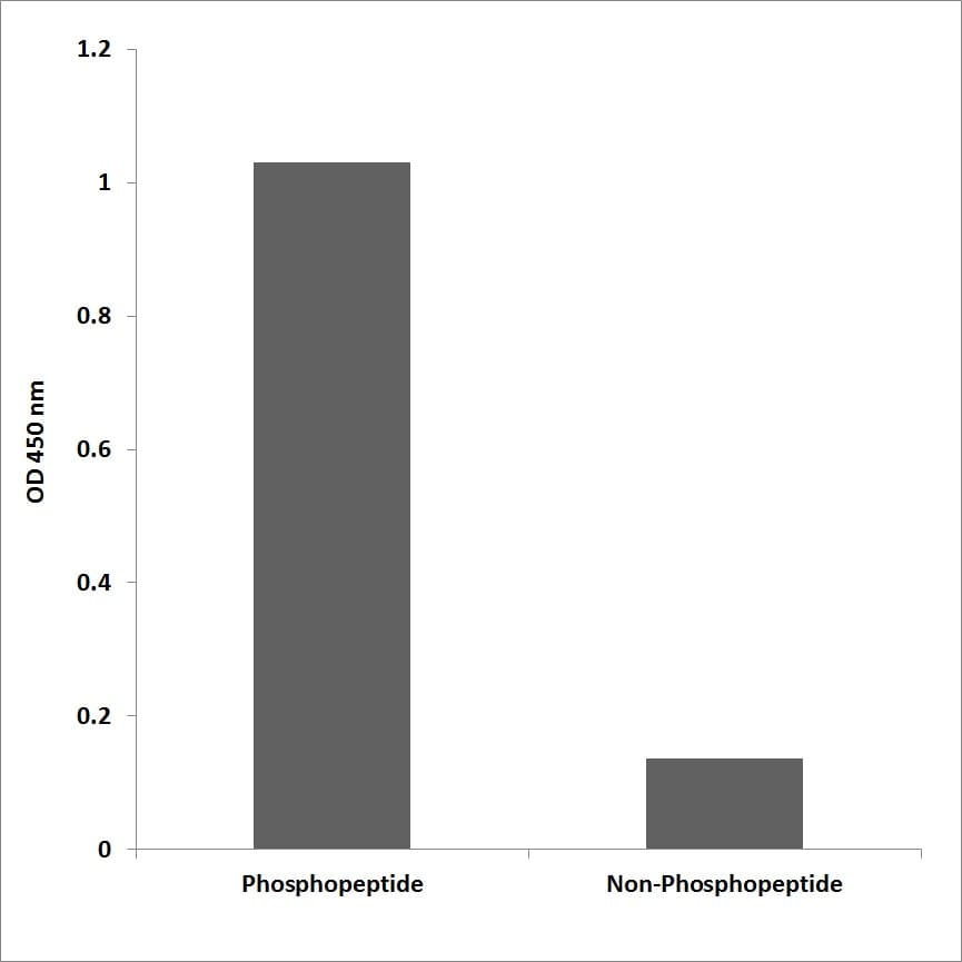 DLG4 / PSD95 Antibody (phospho-Ser295)