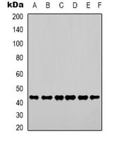 ACTB / Beta Actin Antibody